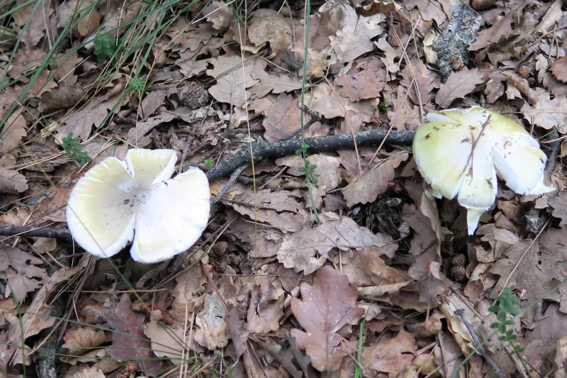 Amanita phalloides 1 - campo